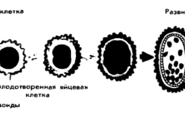 Кракен русский