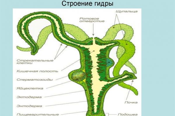 Kraken настоящая ссылка