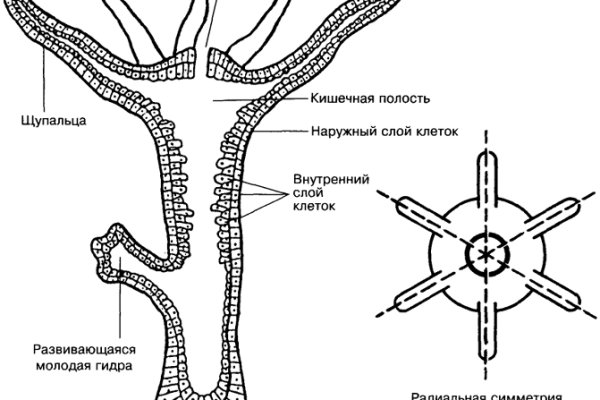 Кракен шоп нарк